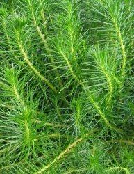 Myriophyllum Simulans Kubek 5cm In Vitro Piękny