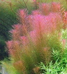 Rotala Walichii Kubek 5cm in vitro Piękna