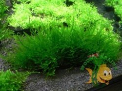 Mech Peacock Moss Mały Kubek 5cm In Vitro