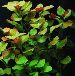 Ludwigia sp Mesakana Kubek 10cm in vitro Piękna