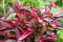 Alternanthera Sp Red Kubek 10cm In Vitro