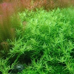 Rotala sp Green Kubek 10cm In Vitro Piękna