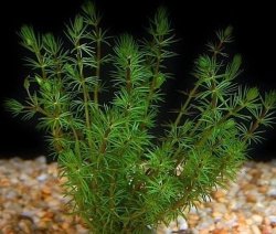 Bacopa Myriophyloides Okółkowa Kubek 10cm in vitro