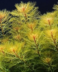 Myriophyllum tuberculatum PORCJA 10 sadzonek In vitro Piękna