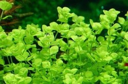 Micranthemum Umbrosum Kubek 10cm in vitro Piękna