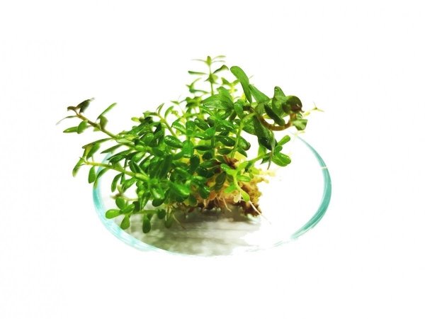 Rotala Rotundifolia PORCJA 10 sadzonek In vitro Piękna