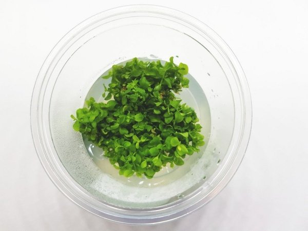 Micranthemum Monte Carlo Kubek 10cm In vitro Piękna