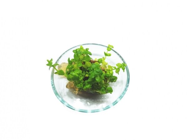 Lindernia rotundifolia PORCJA 5 sadzonek In vitro