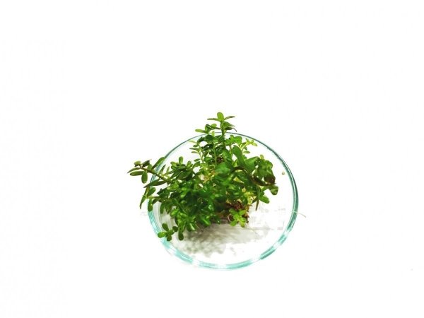 Rotala Rotundifolia PORCJA 10 sadzonek In vitro Piękna