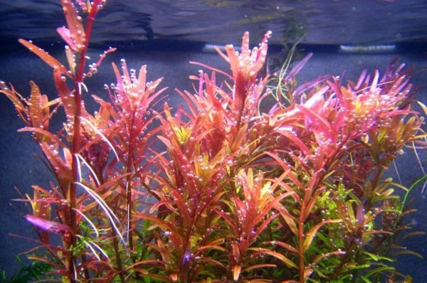 Rotala Rotundifolia Red PORCJA 8 sadzonek In vitro Piękna