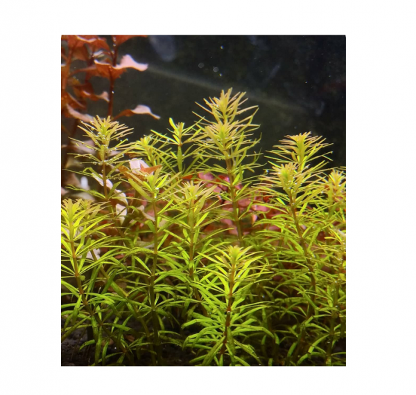 Rotala Mexicana Bangladesh Porcja 5 Sadzonek In Vitro