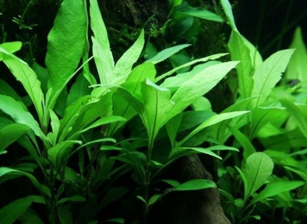 Hygrophila Corymbosa Siamensis 53B Porcja 2 sadzonki In vitro Piękna