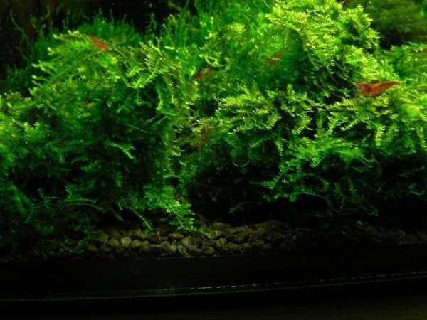 Mech Brazil Moss Na Lignicie Super Trawnik