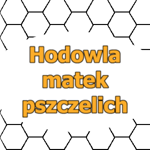 Apitec.pl 