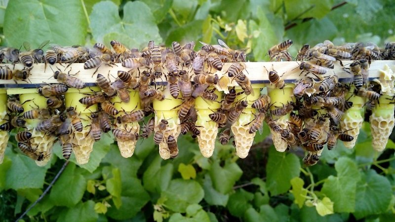 Matka pszczela przezimowana, unasienniona Buckfast