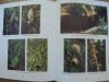 Teofil Gołębiowski • Góry i ich rośliny w fotografii