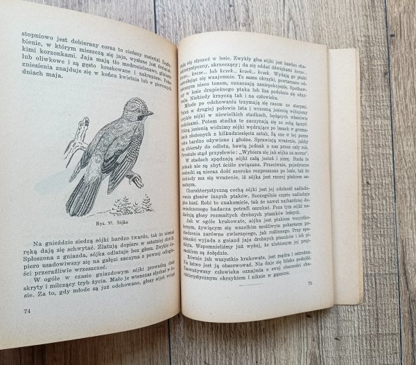 Janusz Domaniewski Ptaki naszych lasów