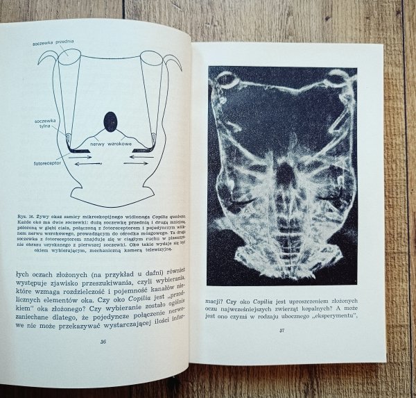 R.L. Gregory Oko i mózg. Psychologia widzenia