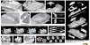 Dragon 6592 Sd.Kfz. 251/17 Ausf.C (1:35)
