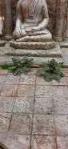 RT-Diorama 35612 Jungle Plant No.2 1/35