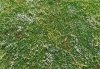 Model Scene F562 Blooming meadow - early summer
