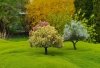 FREON DW2 Kwitnące drzewa - zestaw 3 sztuki / Flowering trees - set of 3 pieces