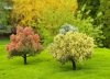 FREON DW2 Kwitnące drzewa - zestaw 3 sztuki / Flowering trees - set of 3 pieces