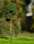 FREON SOM1 Young pine - Sosna młoda 18/20cm