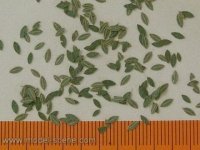 Model Scene L3-005 Universal leaves green 1/35