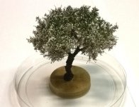 FREON JABK1 Apple tree - Jabłoń 6/8cm