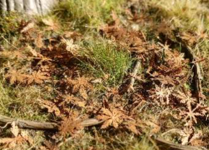 Model Scene L3-307 Rotten chestnut leaves 1/35