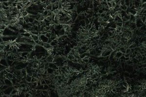 Woodland Scenics WL164 Dark Green Lichen