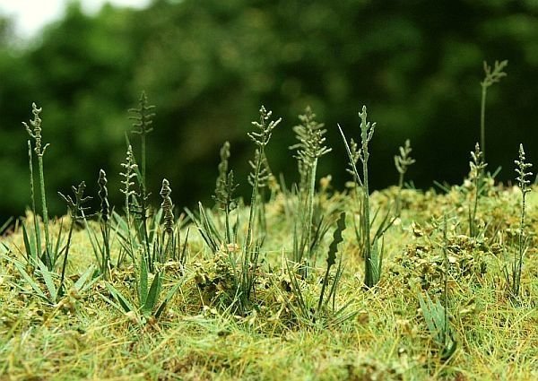 Model Scene VG3-015 Fescue Kostrzewa  1/35 1/32