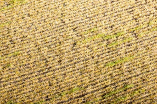 Model Scene F403 Stubble field
