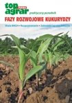 Fazy rozwojowe kukurydzy
