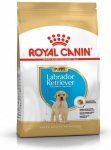 Royal Labrador Retriever Puppy 3kg