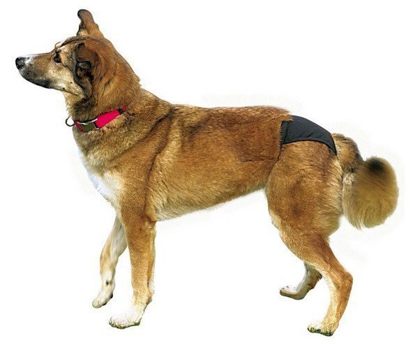Pet Nova Królik różowy pluszowy zab dla psa