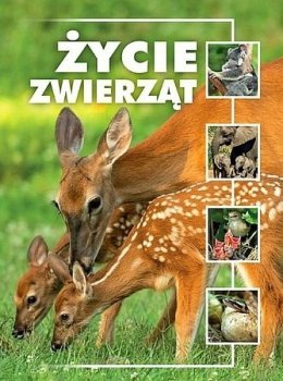 Życie zwierząt