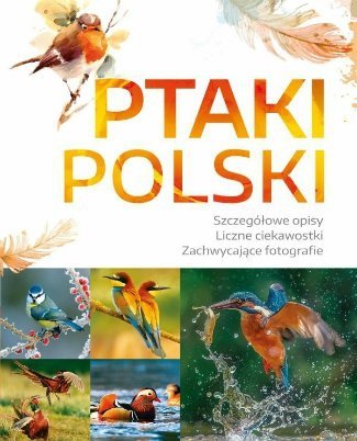 Ptaki Polski, Dominik Marchowski