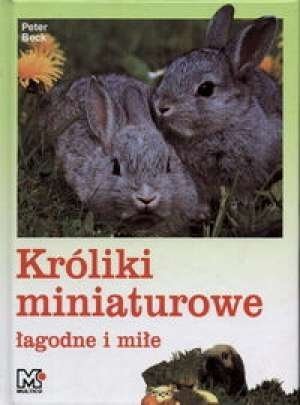 Króliki miniaturowe łagodne i miłe, Peter Beck