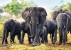 Puzzle 1000 Trefl 10442 Afrykańskie Słonie