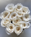 Kremowe CHAMPAGNE żywe WIECZNE róże w średnim VELVET białym boxie