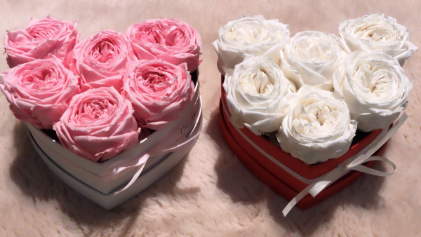 Nowość Białe wieczne angielskie róże w mini boxe heart