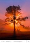 Kalendarz ścienny wieloplanszowy Trees 2023 - czerwiec 2023