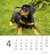 Kalendarz biurkowy 2022 Pieski (Puppies) - kwiecień 2022