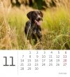 Kalendarz biurkowy 2022 Pieski (Puppies) - listopad 2022