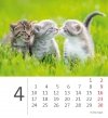 Kalendarz biurkowy 2023 Kotki (Kittens) - kwiecień 2023