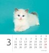 Kalendarz biurkowy 2024 Kotki (Kittens) - marzec 2024
