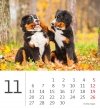 Kalendarz biurkowy 2023 Pieski (Puppies) - listopad 2023