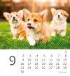 Kalendarz biurkowy 2024 Pieski (Puppies) - wrzesień 2024